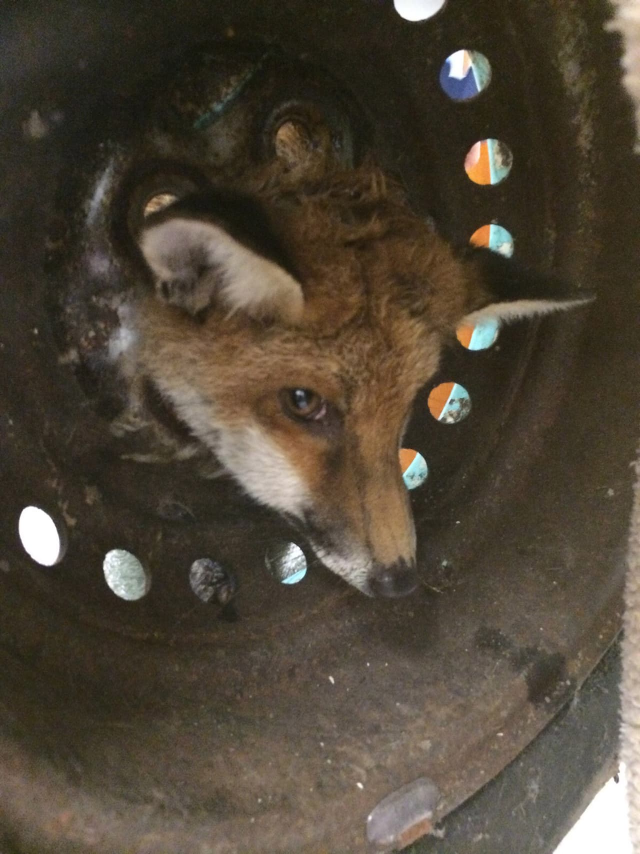¡Qué mala suerte! Este zorro también sufrió al atorarse en una llanta, probablemente mientras buscaba comida.