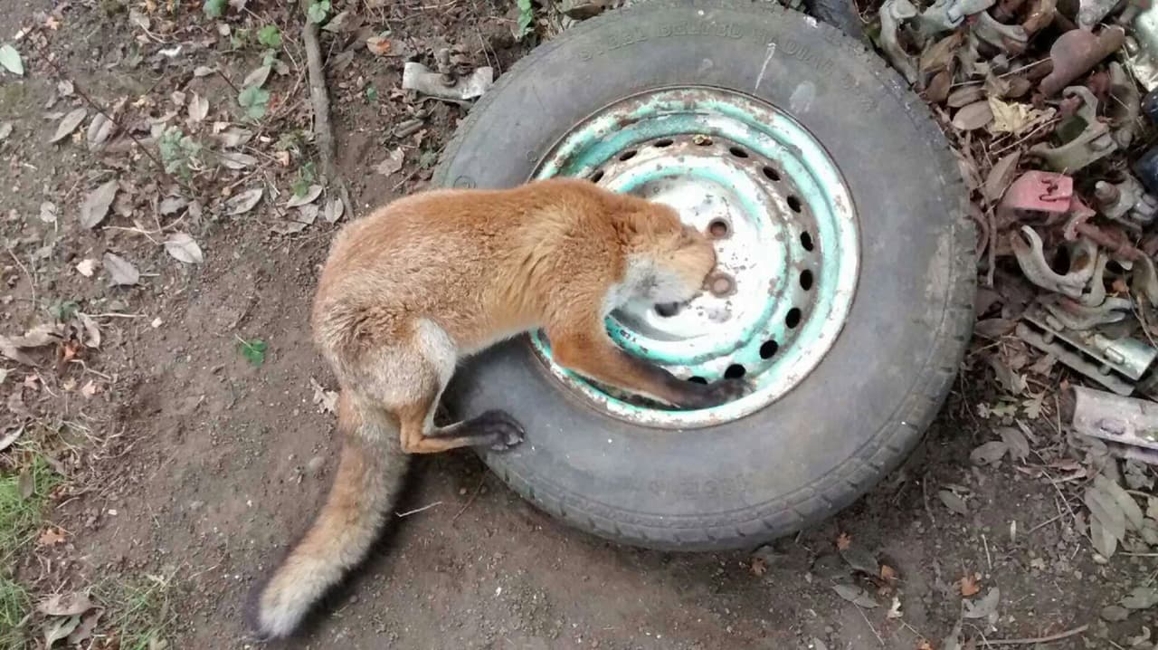 La Royal Society for the Prevention of Cruelty to Animals (RSPCA) tuvo que trasladarlo aún con la llanta alrededor de su cuello para que el veterinario lo sedara y pudieran remover el artefacto.