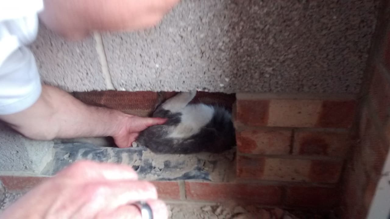 Otra impresionante historia es la de este gatito que quedó atrapado dos horas entre las paredes.