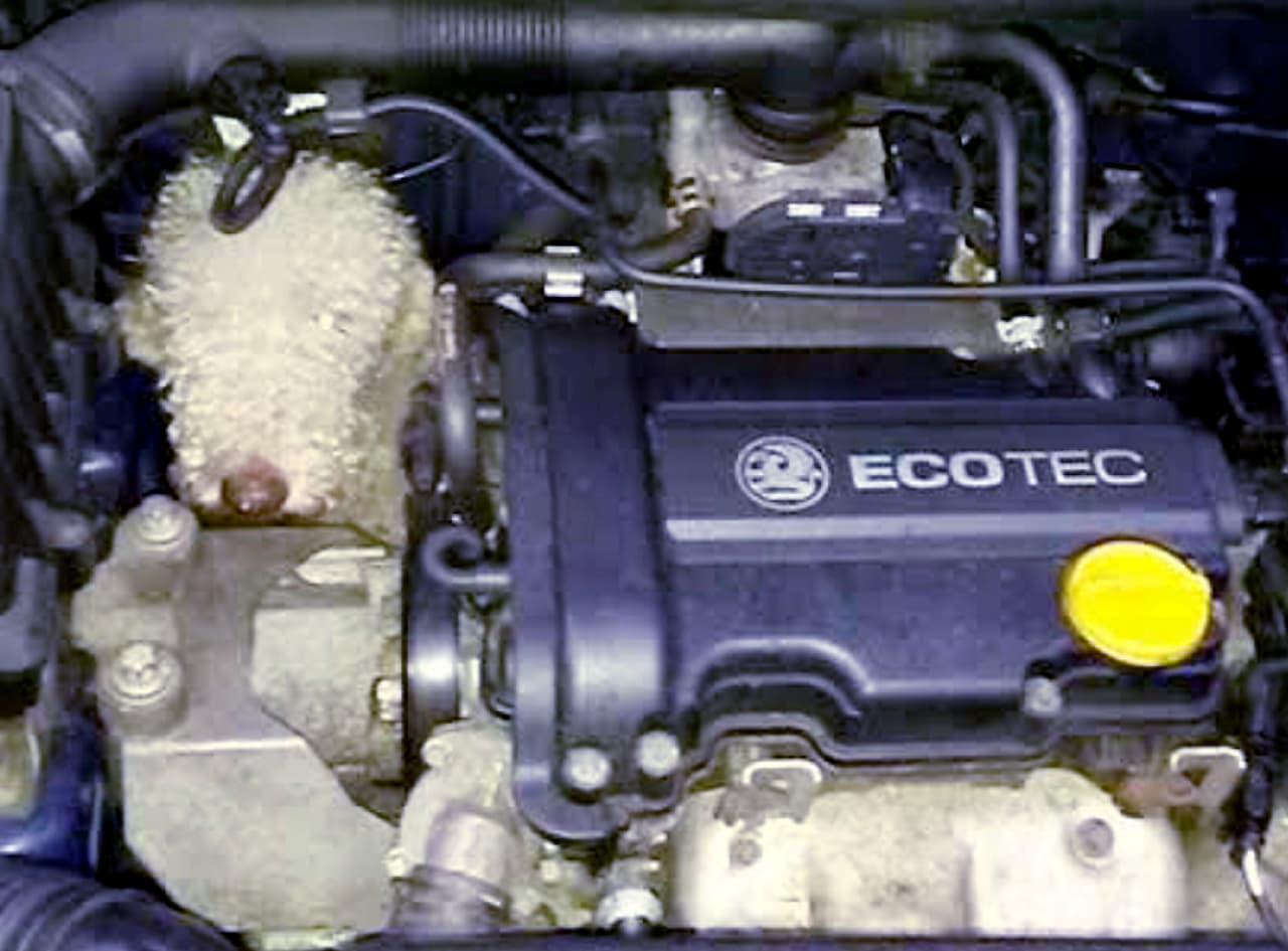 La familia de Woody estuvo buscándolo por horas, hasta que escucharon un ligero lamento cercano.