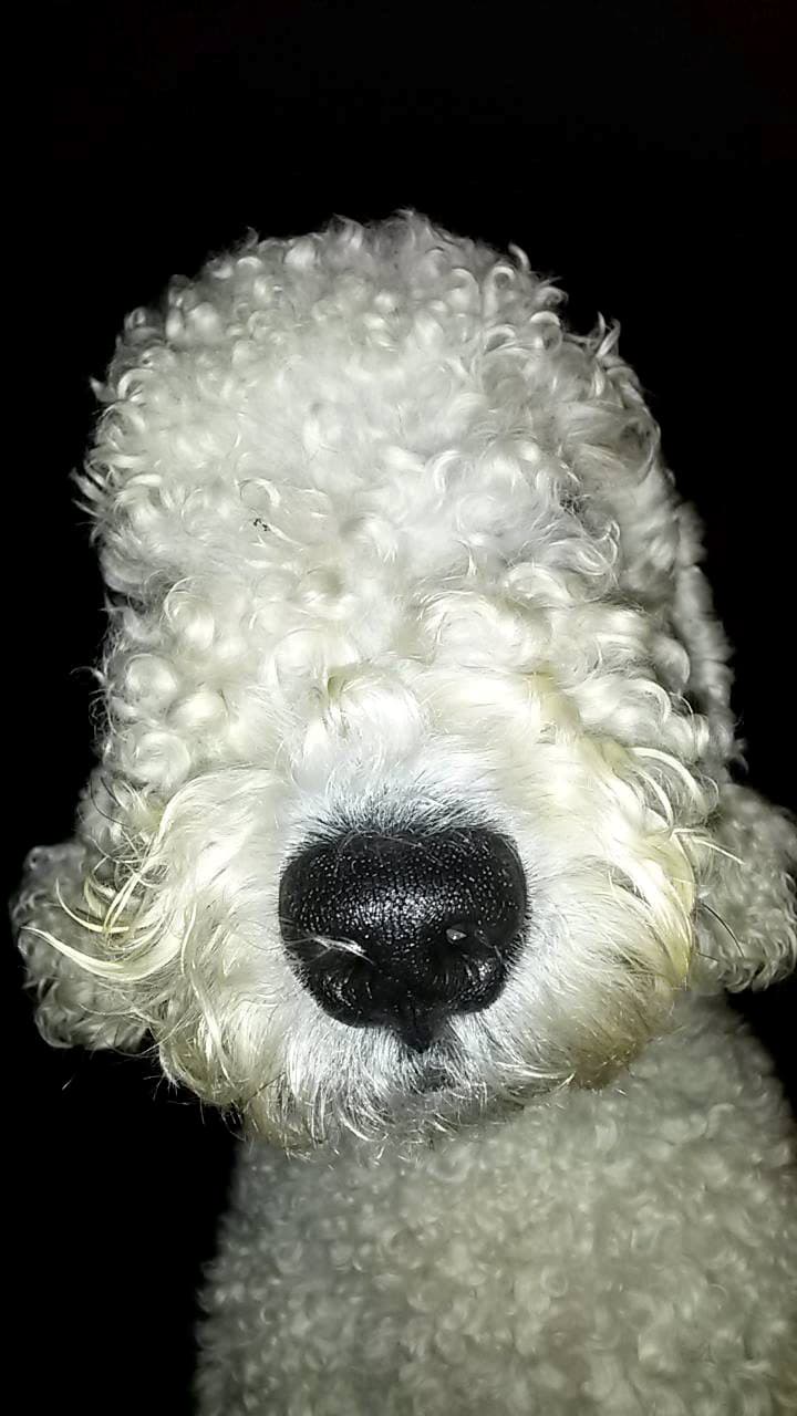 Al final todo salió bien, pues lo bañaron y perfumaron para que luciera como nuevo.