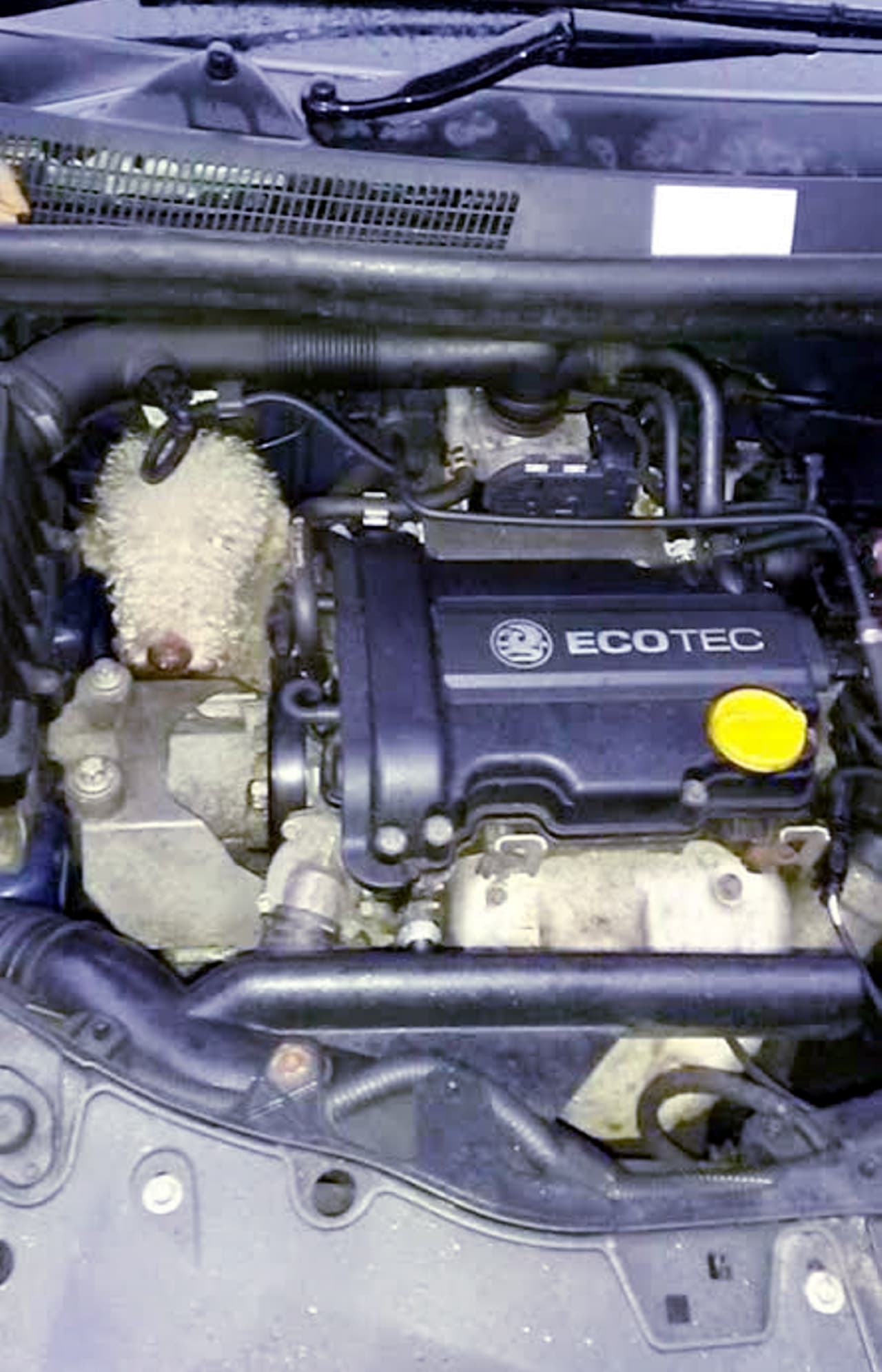 ¿Recuerdas a este perro? Se convirtió en noticia cuando lo descubrieron atrapado en el cofre de un auto.