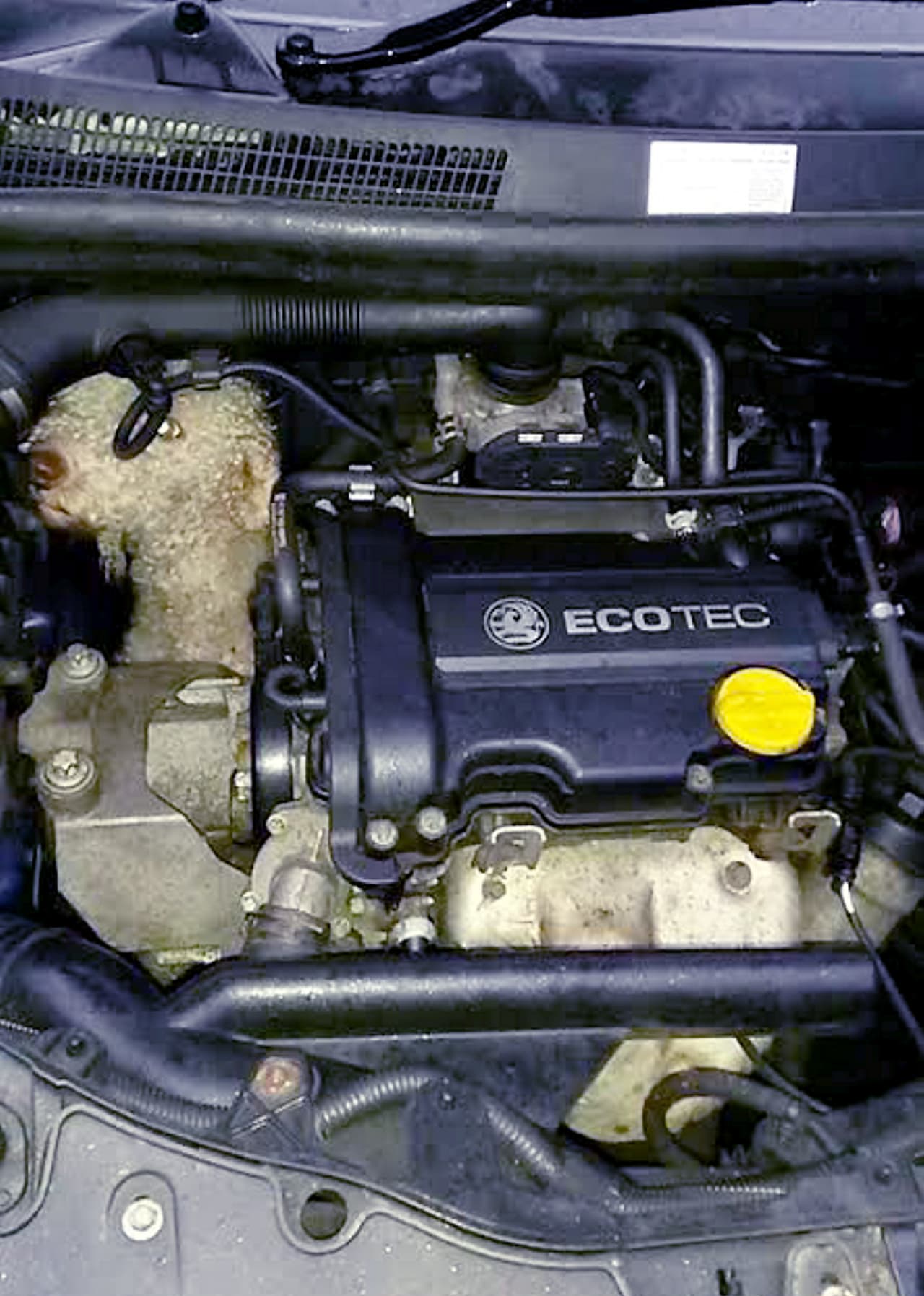 Cuando lo descubrieron ahí no pudieron evitar sonreír por la extraña desgracia de este can.