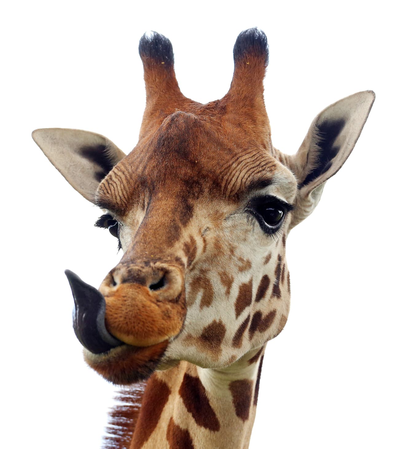 Pero son las jirafas quienes tienen el récord por quedar atrapadas de maneras inimaginables.