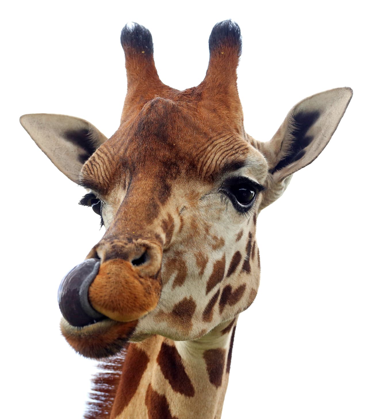 Por ejemplo, Harold que vive en Melbourne, Australia. A él simplemente se le olvidó como meter la lengua en el hocico, y se le quedó atorada por horas.