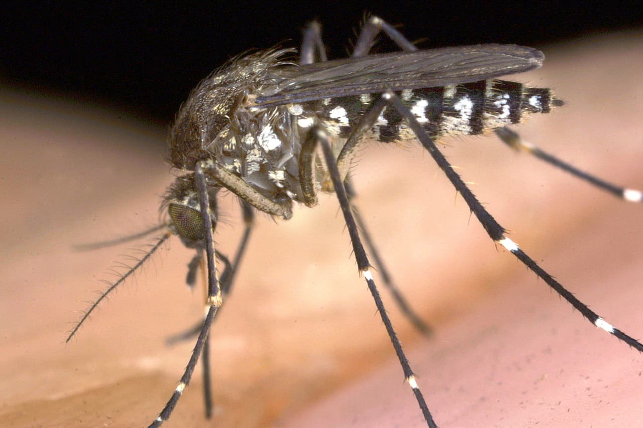Preocupa que las inundaciones causadas por Eta se conviertan en criaderos de mosquitos en Miami-Dade