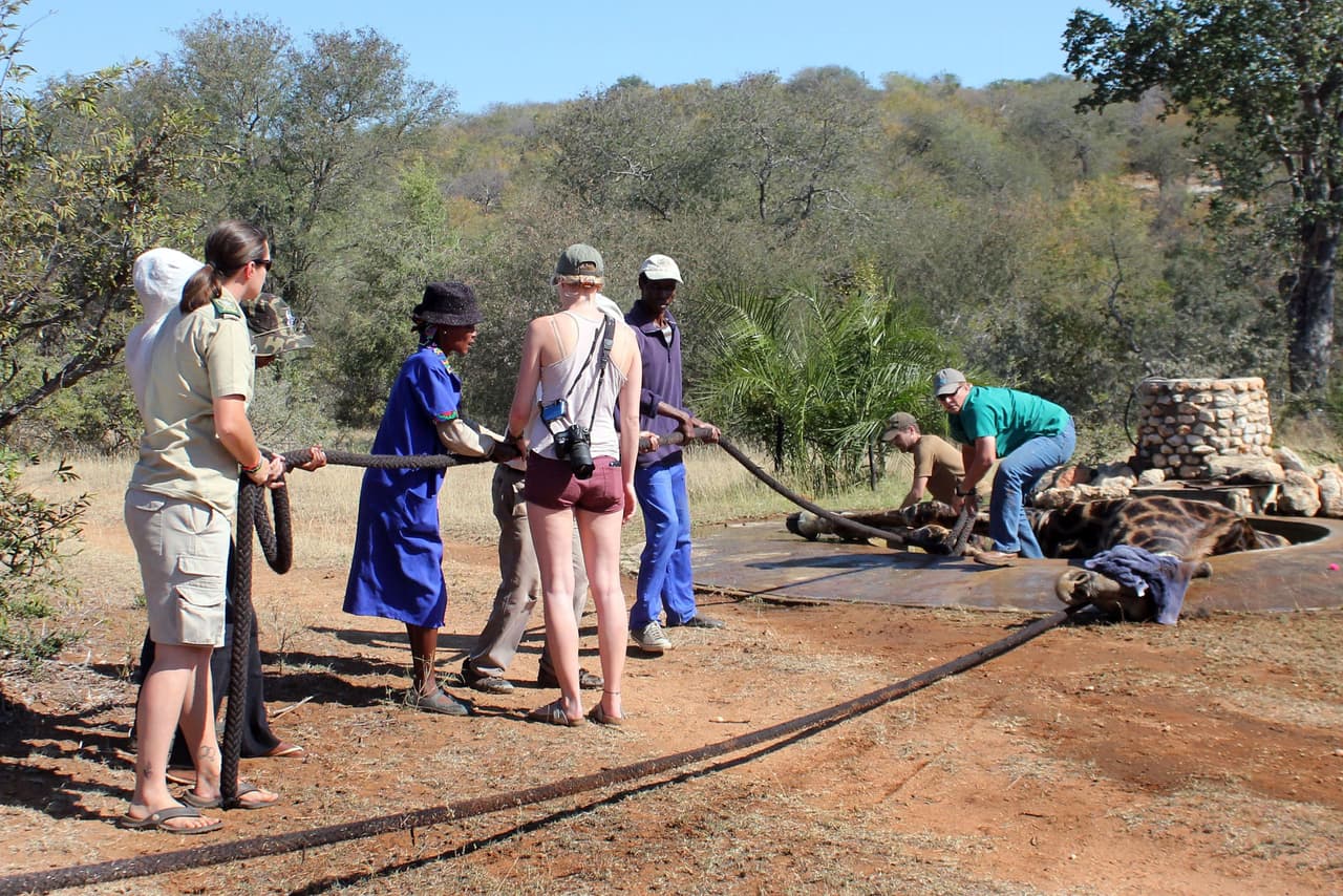 Un grupo de expertos en la vida salvaje llegó a rescatarlo en la Reserva Natural de Balule.
