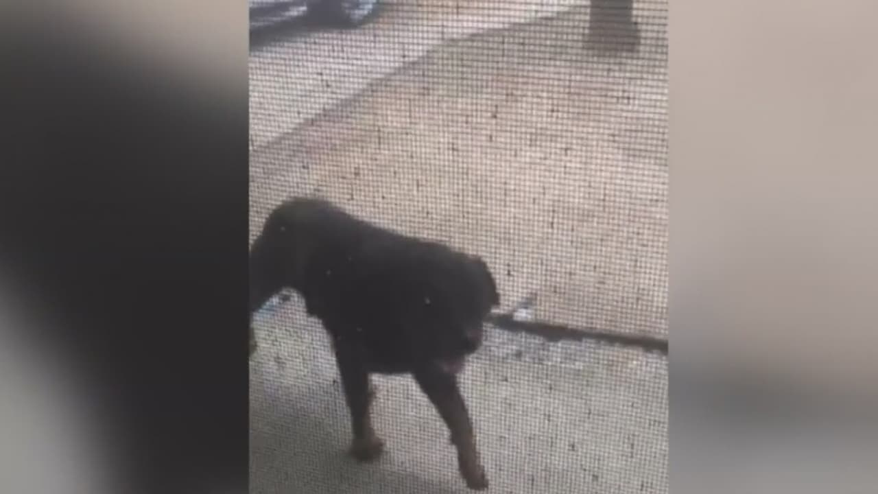 Exclusiva:Una familia es aterrorizada tras la muerte de su mascota  