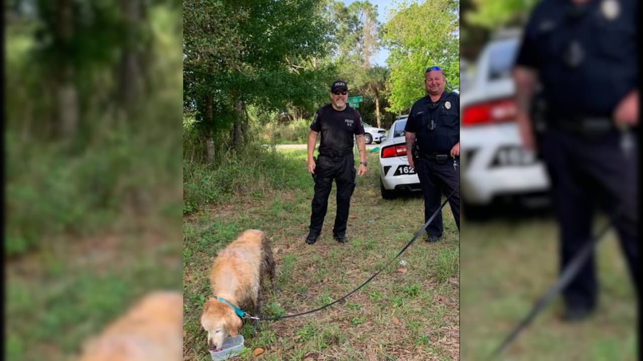 Policías de Palm Bay rescataron a un perro que había quedado atorado en un canal de Minton Road