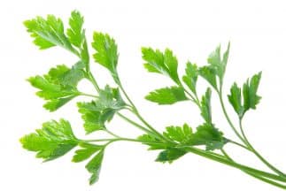 Perejil (parsley)