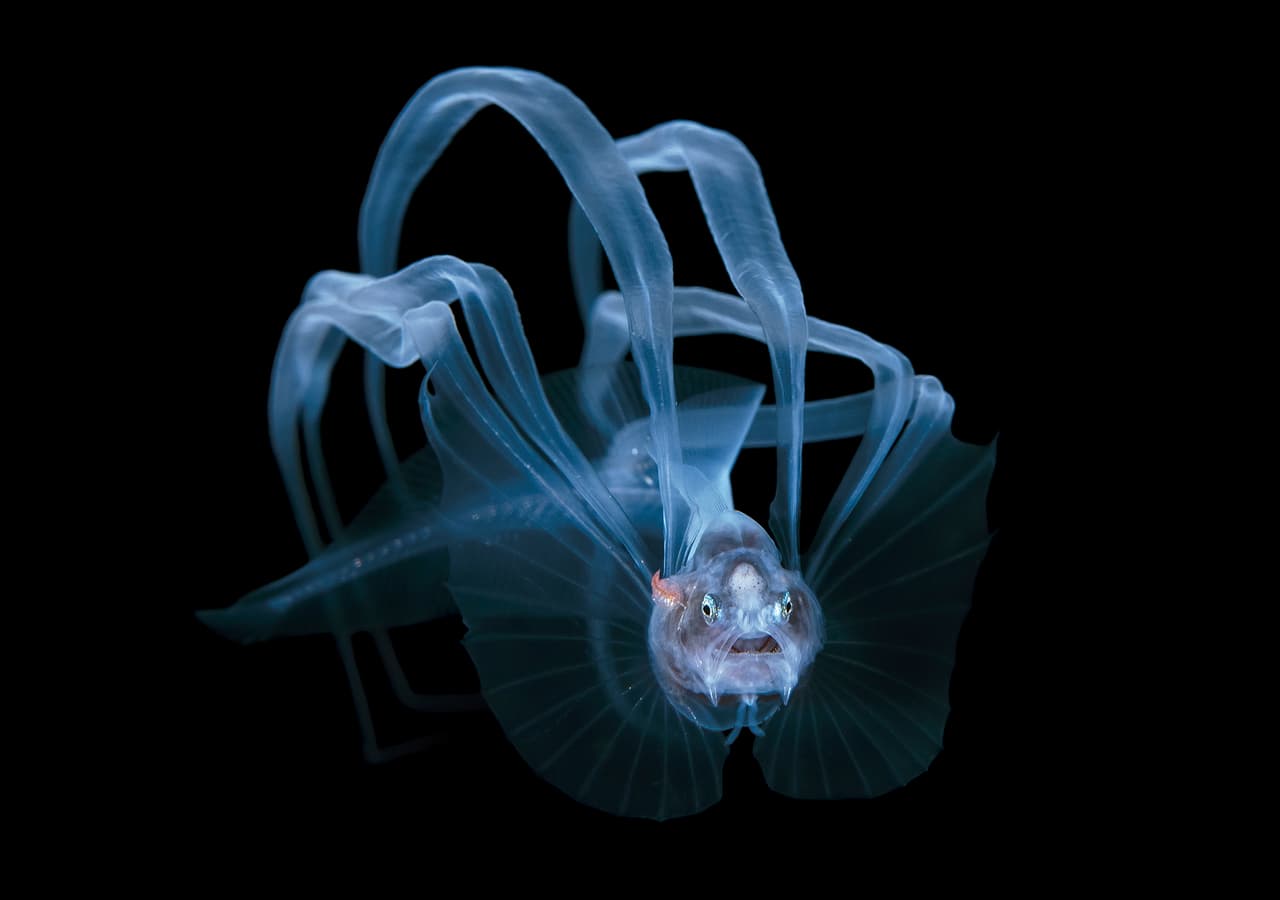 Una rara larva de anguila cusk de aguas profundas, tomada en Florida. Obtuvo el segundo lugar en la categoría ‘exploración’.