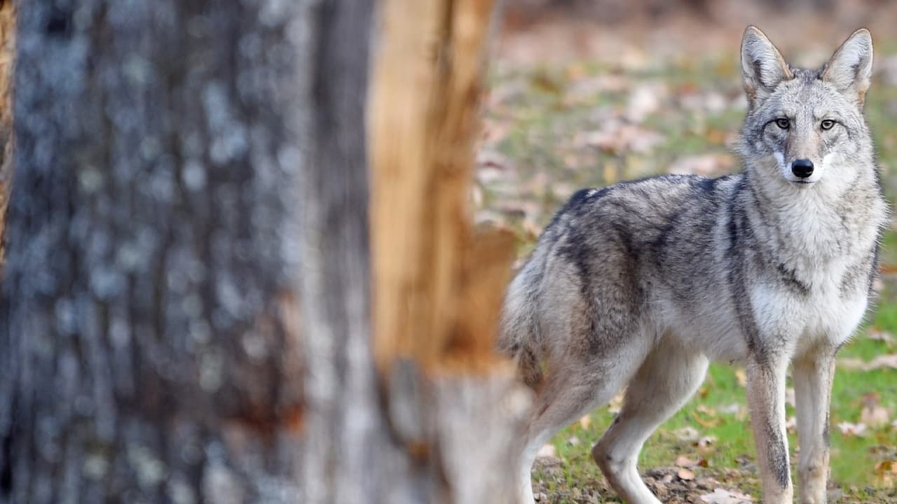 Si tiene un caso para reportar sobre un coyote agresivo o que ha atacado a un niño o una mascota puede ingresar a la página del
<a href="https://apps.wildlife.ca.gov/wir/incident/create" target="_blank">Departamento de Caza y Pesca de California</a> para alertar a las autoridades.
