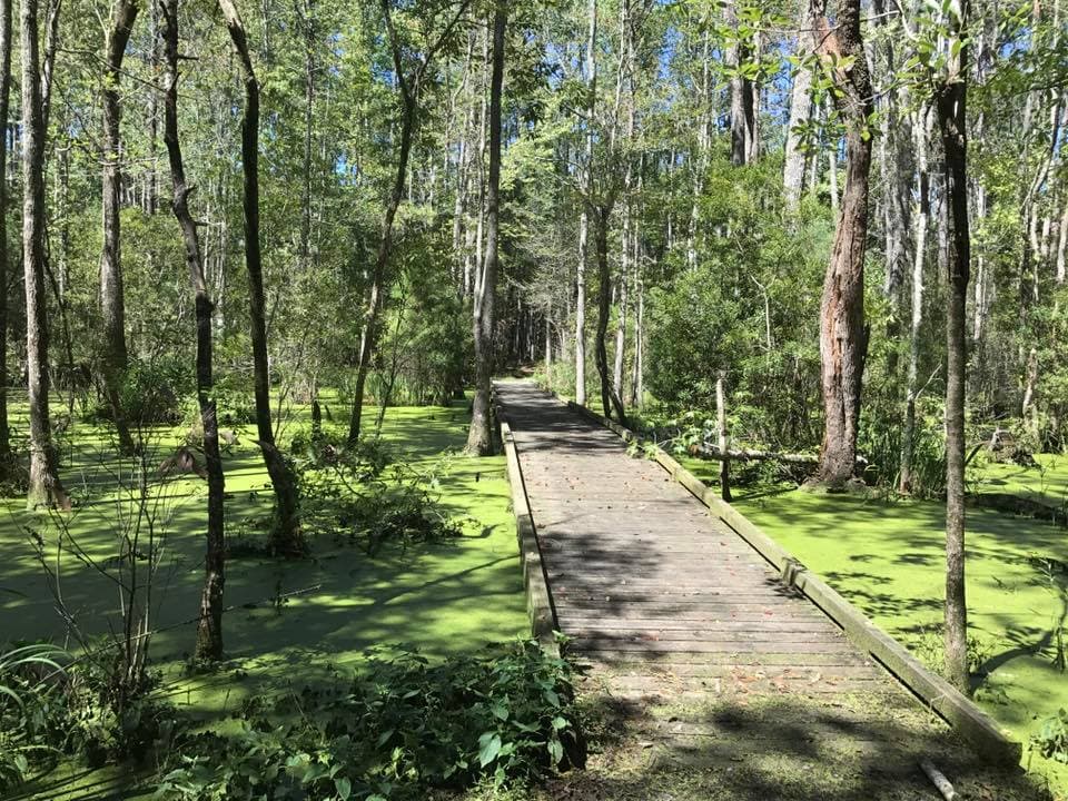 También encontrarás un pantano de cipreses visto desde un largo paseo marítimo.