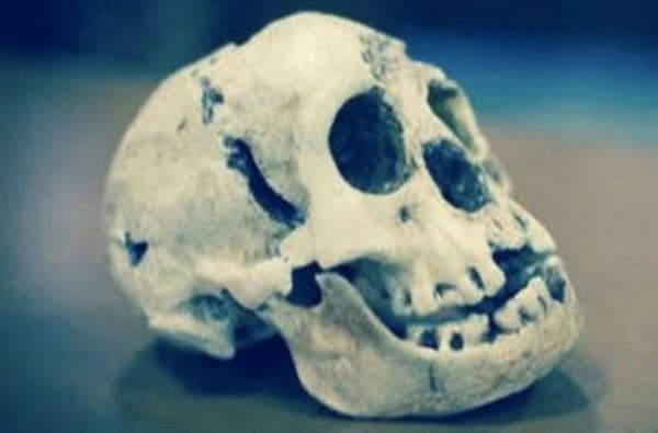 Este año se dio a conocer la existencia de otra especie humana que vivió hace 20,000 años la cual nombraron Hobbit (Homo floresiensis). En Indonesia encontraron un esqueleto de una mujer de poco más de 3 pulgadas.