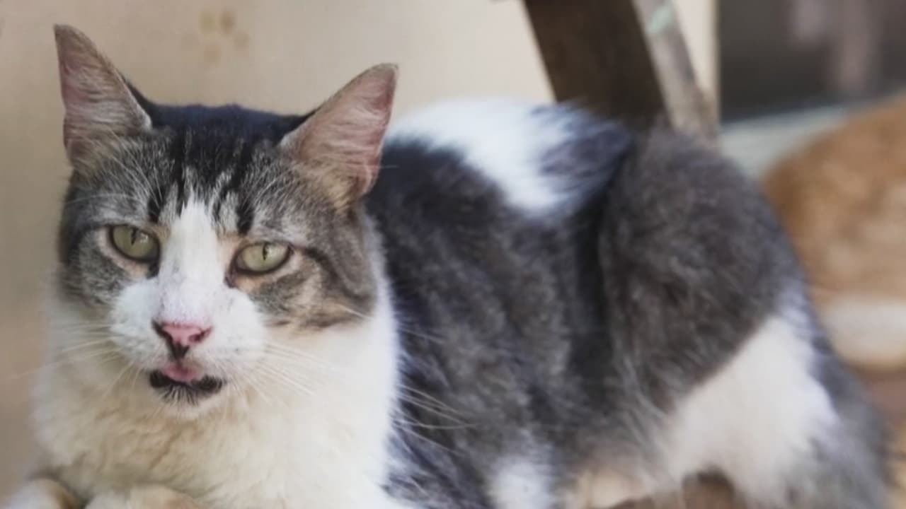 Ni los perros ni los gatos se salvan de la crisis en Cuba: refugios no tienen recursos para funcionar
