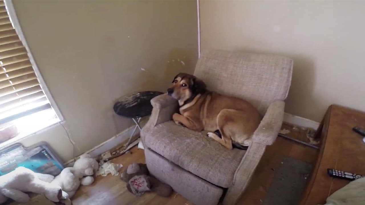 Mujer que abandona a 23 gatos y 4 perros en una casa alquilada enfrenta cargos por crueldad animal