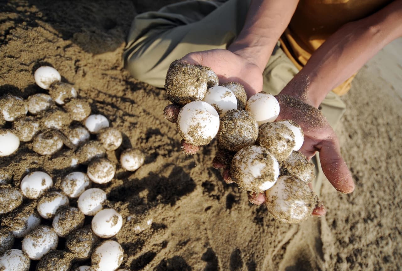 Esto ocurre porque el sexo de las crías de las tortugas no está predefinido genéticamente sino por la temperatura a la que está la arena de donde está el nido. A mayor calor, nacen más hembras y a a más frío, machos.