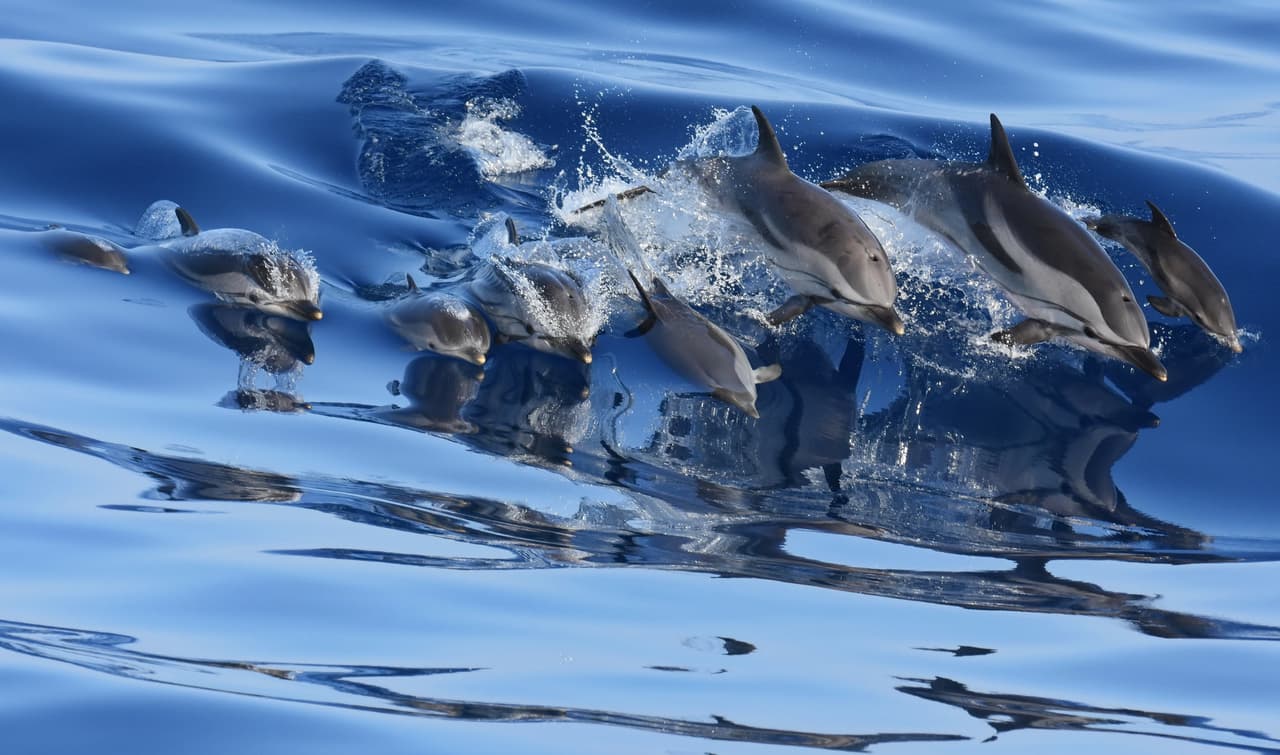 <b>‘Surfeando las olas</b>’. Finalista en la categoría ‘naturaleza desde la distancia’. Fue tomada en Génova, Italia. 
<a href="https://www.univision.com/noticias/medio-ambiente/la-impresionante-belleza-del-universo-en-las-mejores-fotografias-astronomicas-de-2020-fotos"><u>Vea aquí las mejores fotografías astronómicas de 2020.</u></a>