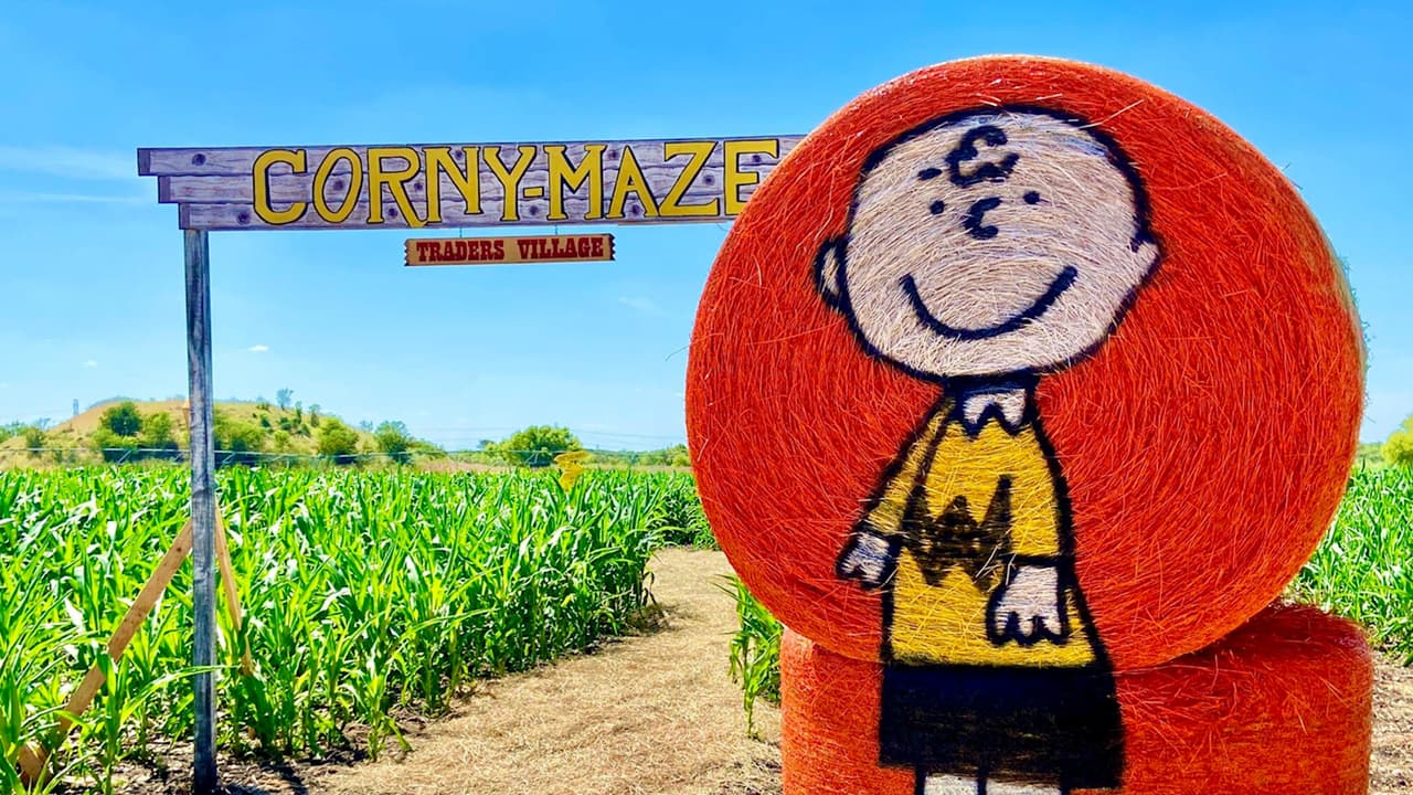 Enorme laberinto de maíz abre este fin de semana en San Antonio 