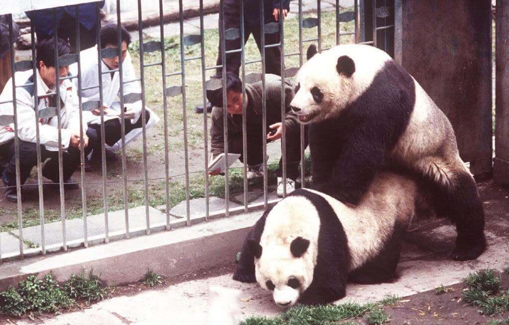En esta curiosa imagen se puede ver a científicos en el año 2006 observando y tomando nota con cronómetro en mano del intento de cópula de dos de sus pandas en el área protegida para la vida silvestre Wulong en China.