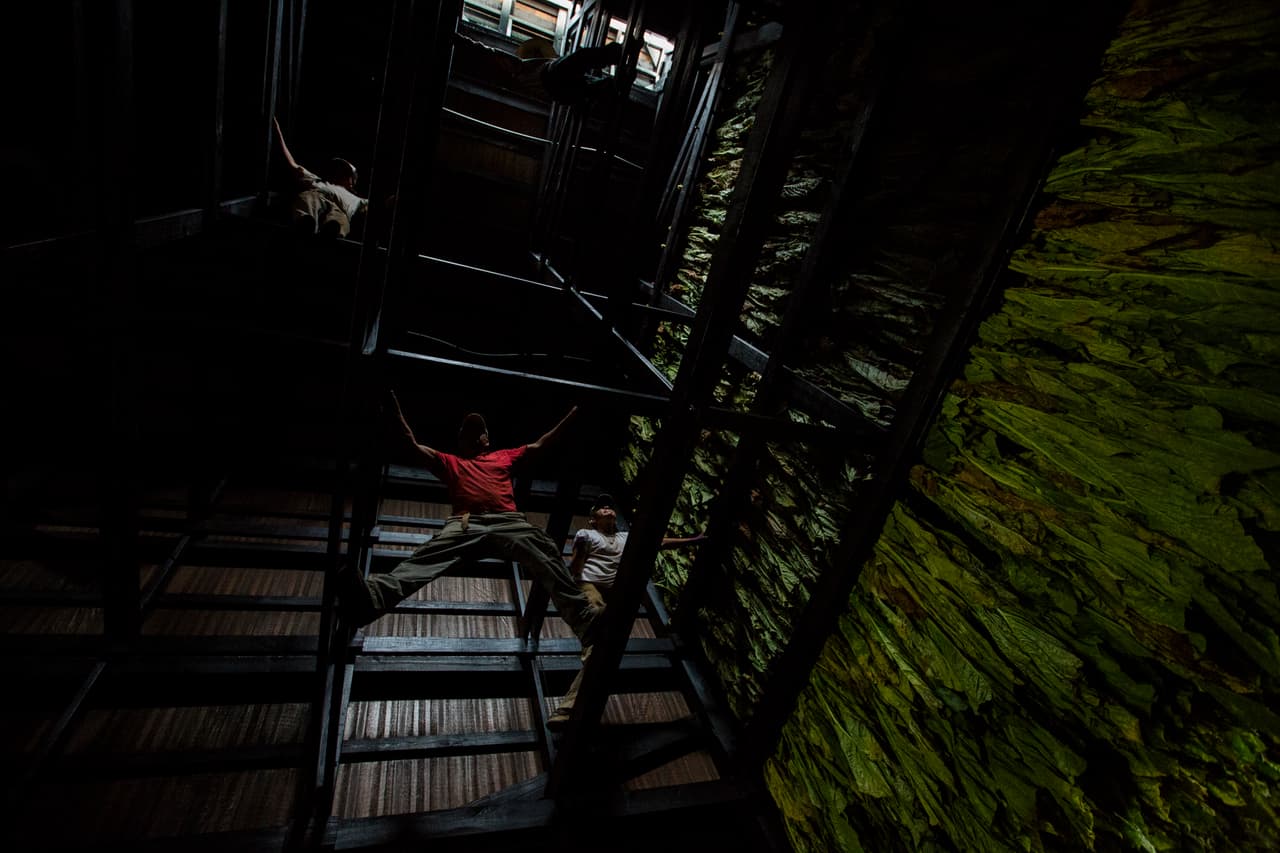 Colgados sobre los barrotes que sostienen el almacén, el grupo de trabajadores cuelga las hojas formando una especie de alfombra. (Nacho Corbella/Univision Noticias)