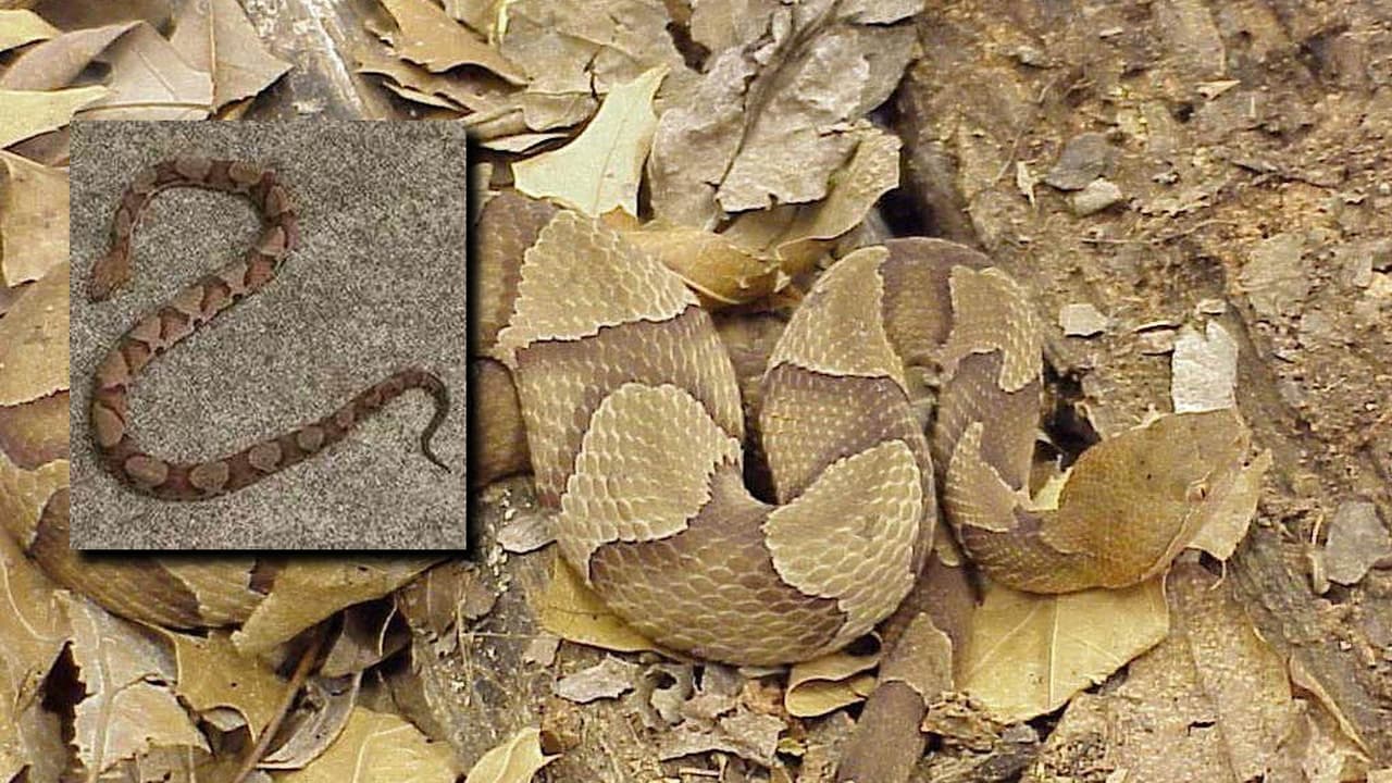 Incidentes en condado de Georgia demuestran que aún debes cuidarte de las serpientes