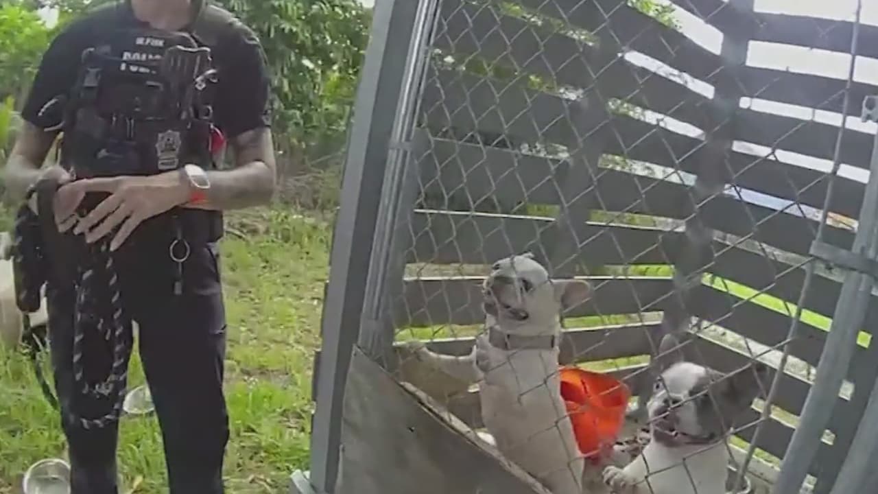 Rescatan siete perros víctimas de crueldad animal en Broward: “Se notaba que no eran atendidos debidamente”