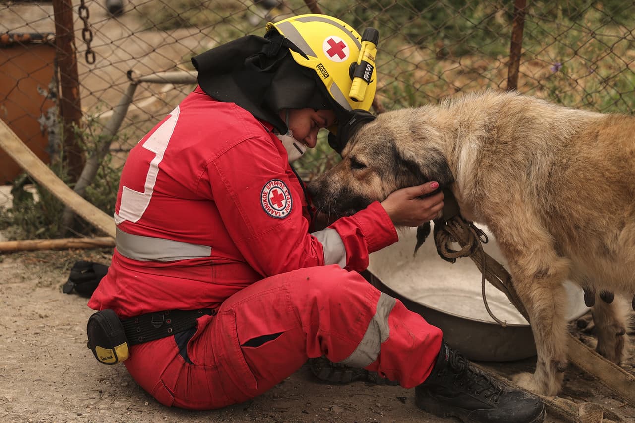 Un rescatista socorre a un perro cerca de las llamas en Evia, el 9 de agosto. A pesar de la ayuda internacional, muchos residentes y funcionarios locales se han quejado de la falta de bomberos y algunos han llamado a las cadenas de televisión locales para pedir ayuda.