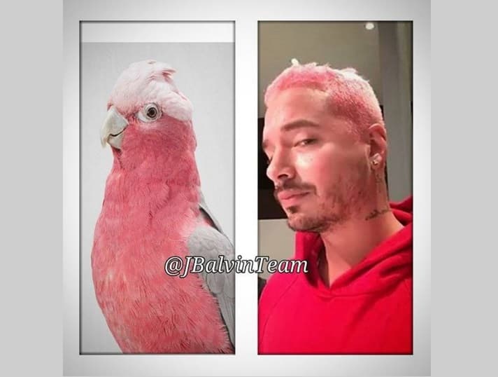 WHAT? Algunos lo comparan con una cacatúa rosa, al menos Balvin atinó en el tono del plumaje que tiene la preciosa ave.
