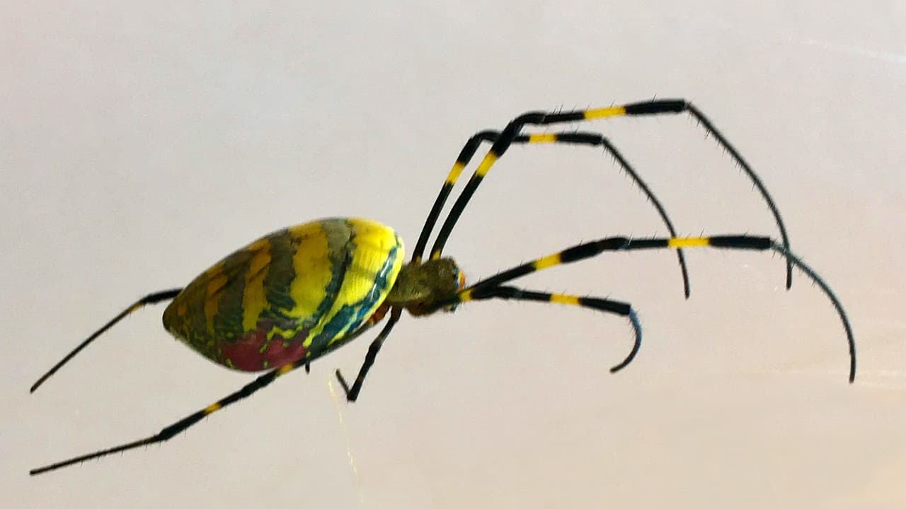 El profesor, que se especializa en la investigación de especies invasoras, reunió a un equipo de estudiantes de la UNG en agosto de 2019 para comenzar a medir el impacto ecológico potencial de los arácnidos.