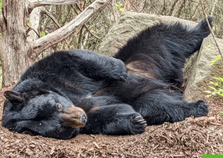Desde el principio, fue una oso activa (sus problemas con los brazos nunca le impidieron hacer nada) y algo tonta. Encontrarla acostada boca arriba jugando con ramas de árboles o juguetes de enriquecimiento , y aparentemente disfrutando de su tiempo en nuestro hábitat eran vistas regulares.
