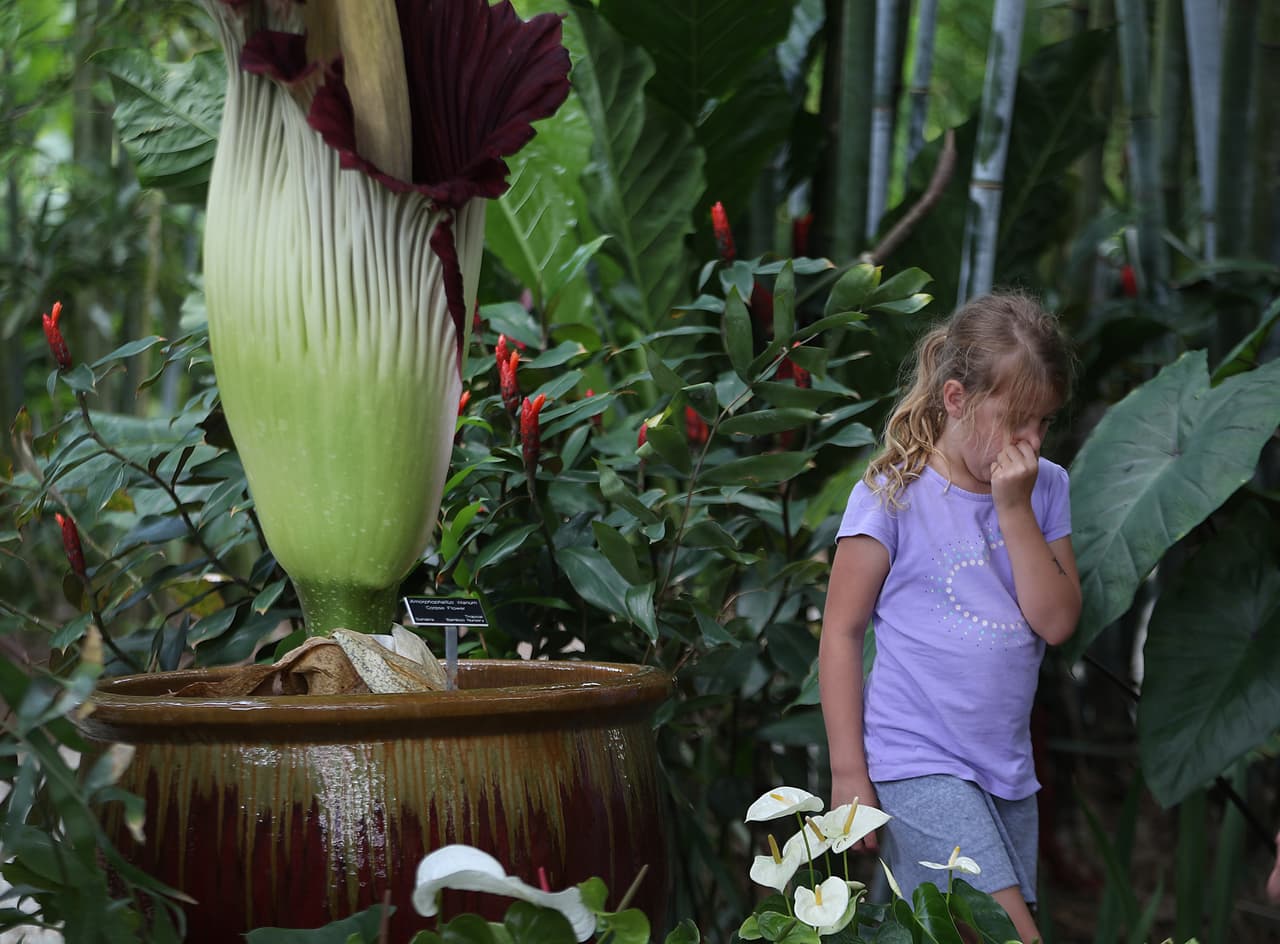 Esta misteriosa planta, que florece cada diez años, está por hacerlo en un jardín botánico en Pensilvania 
