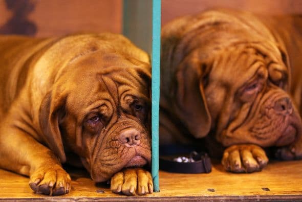 Unos altos, otros esbeltos y algunos más bastante peinados fueron el centro de atención en esta competencia.