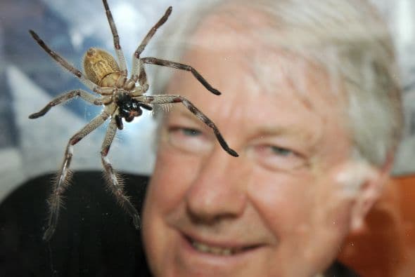 El australiano Nick Souef convivirá encerrado en una vitrina con arañas venenosas, cucarachas y grillos, durante tres semanas, para recaudar fondos para una causa noble.