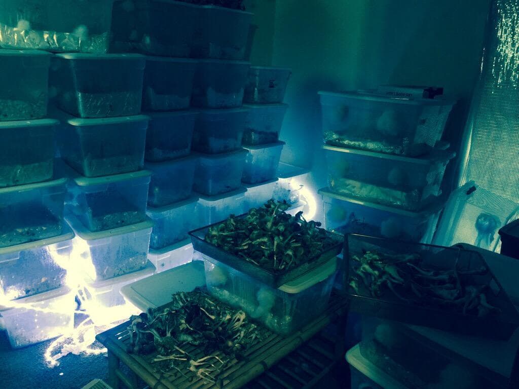 Hallan cultivo de hongos alucinógenos al sur de Austin