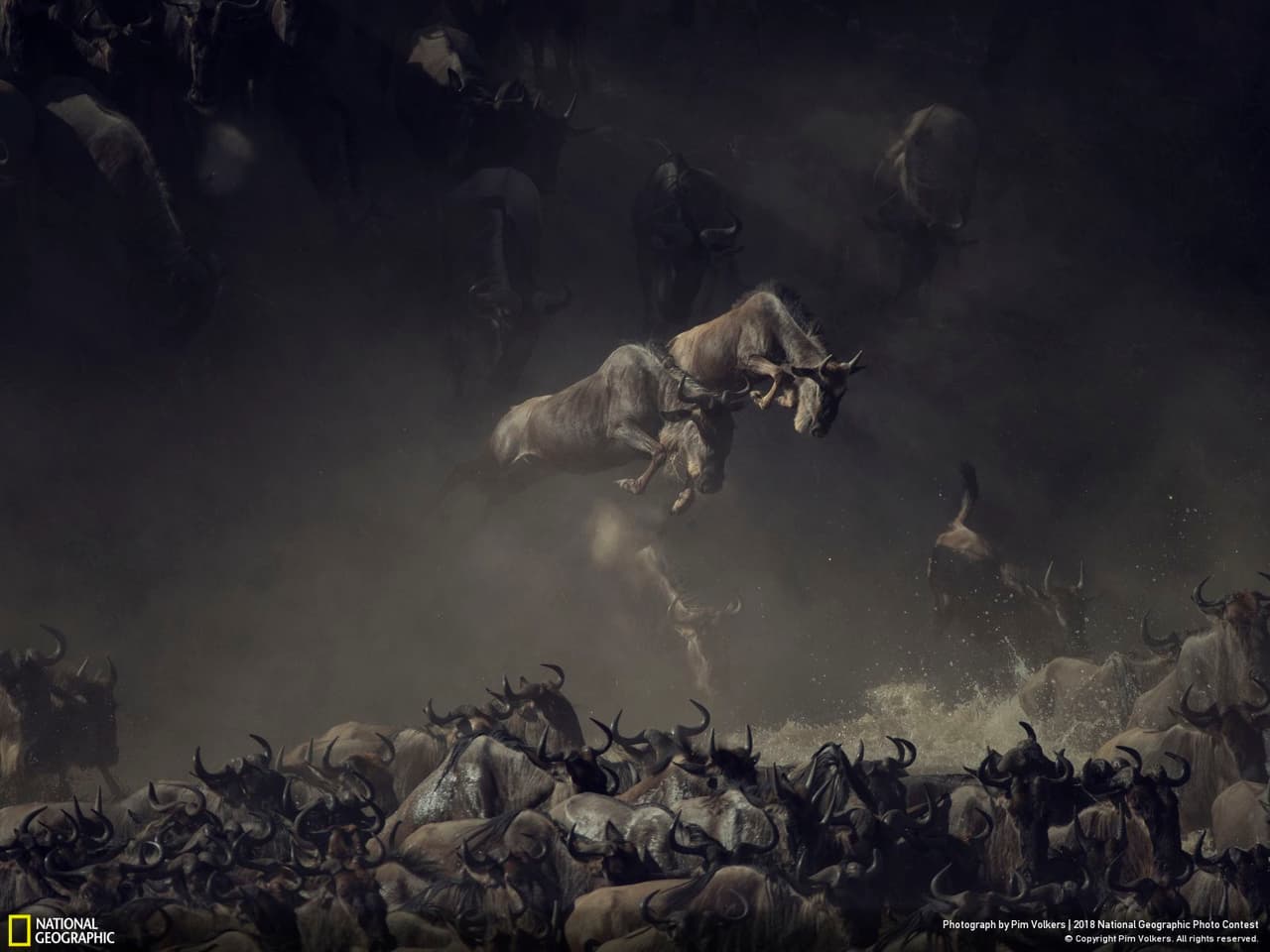 <b>Volando en el cruce.</b> “Era temprano en la mañana cuando vi a los ñus cruzar el río Mara en Tanzania. Las capas de polvo, sombra y sol sobre el caos de ñus que levantan agua le dan a esta imagen una sensación de mística y encanto. Es casi como una pintura antigua: todavía estoy obligado a buscar los detalles de la imagen para absorber la escena irreal”, comentó el autor sobre la fotografía, primer premio en la categoría ‘Fauna Silvestre’.