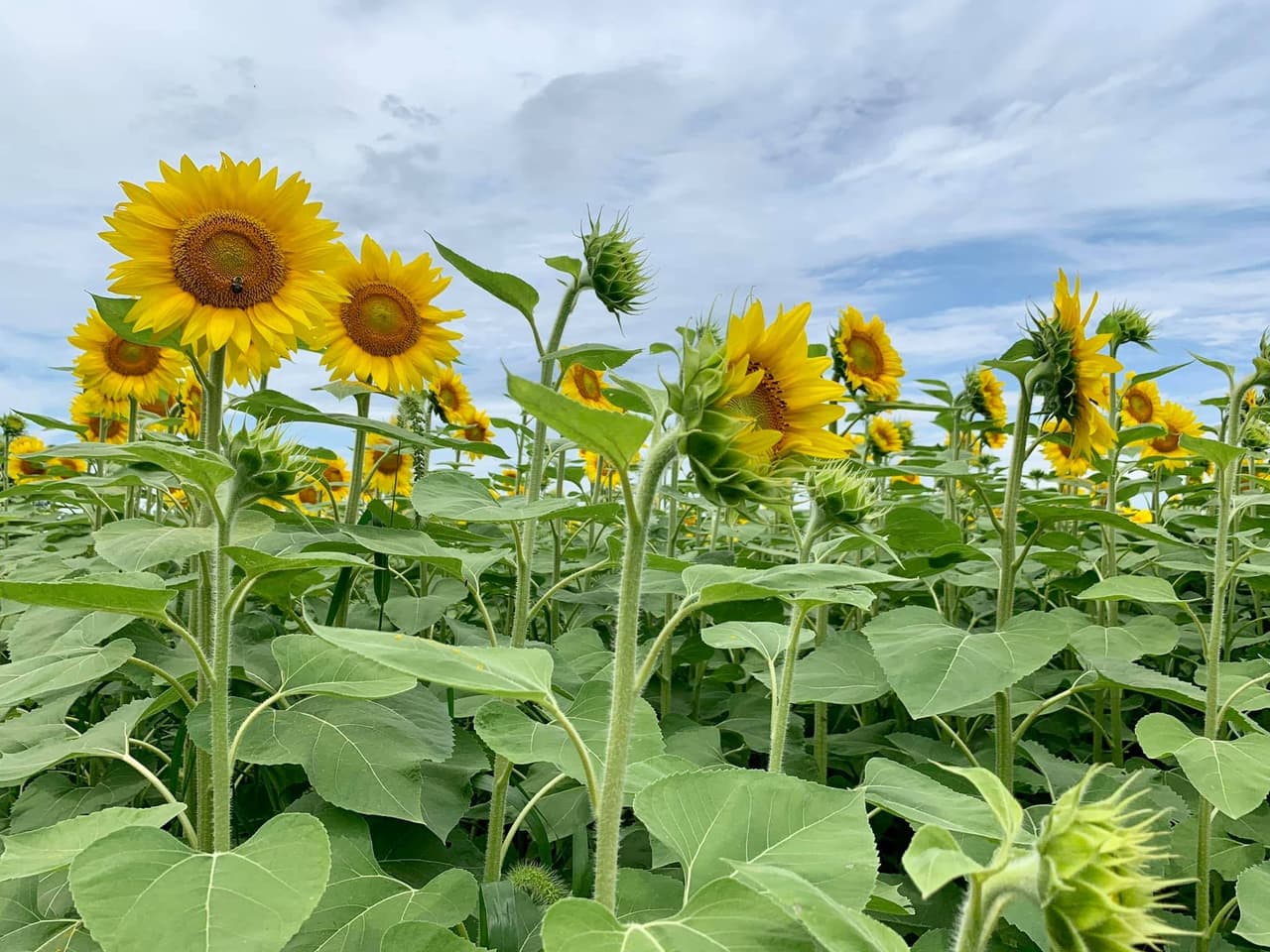 El reconocido campo de girasoles en el Parque Estatal Matthiessen está en su pleno esplendor.