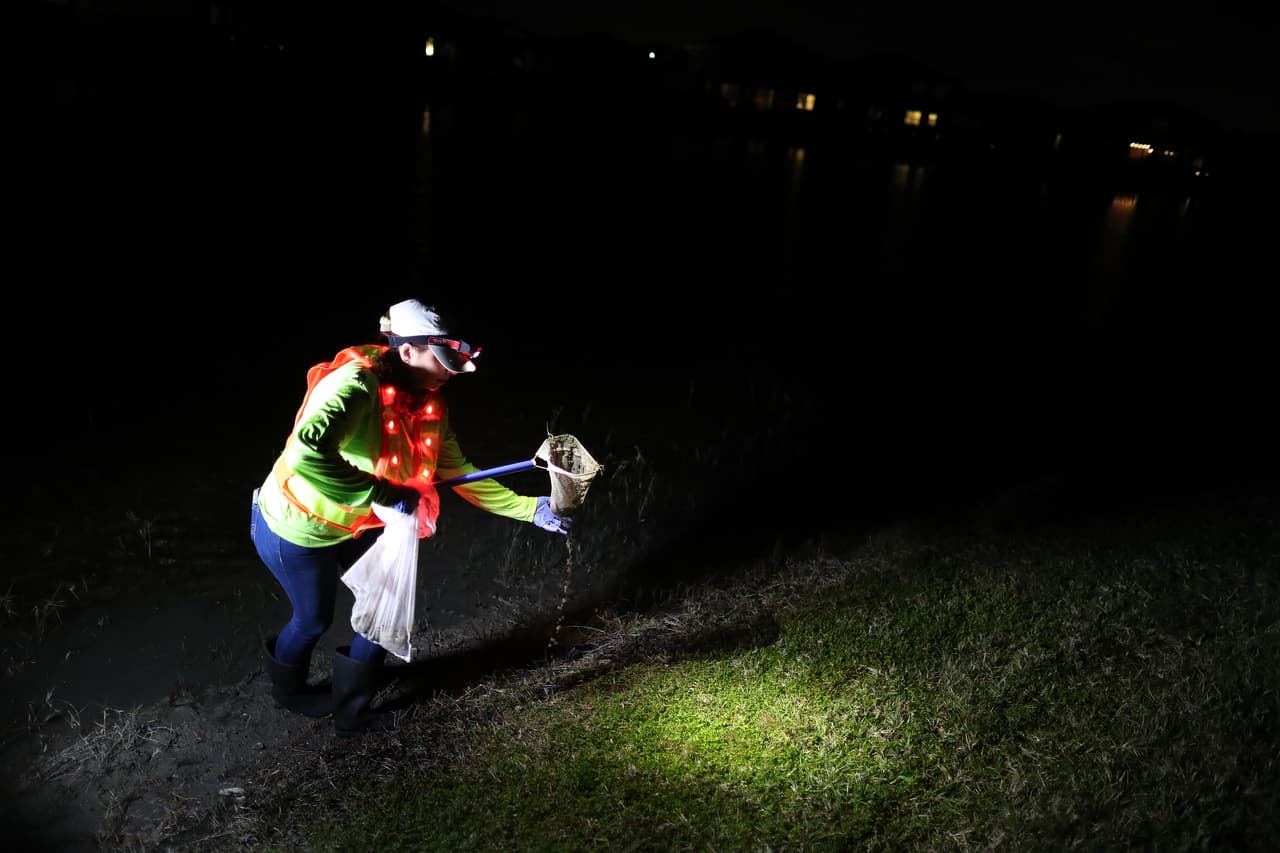Los medios locales han transmitido imágenes de los sapos acechando en los jardines, obstruyendo los filtros de las piscinas o saltando en masa a través de caminos y aceras.