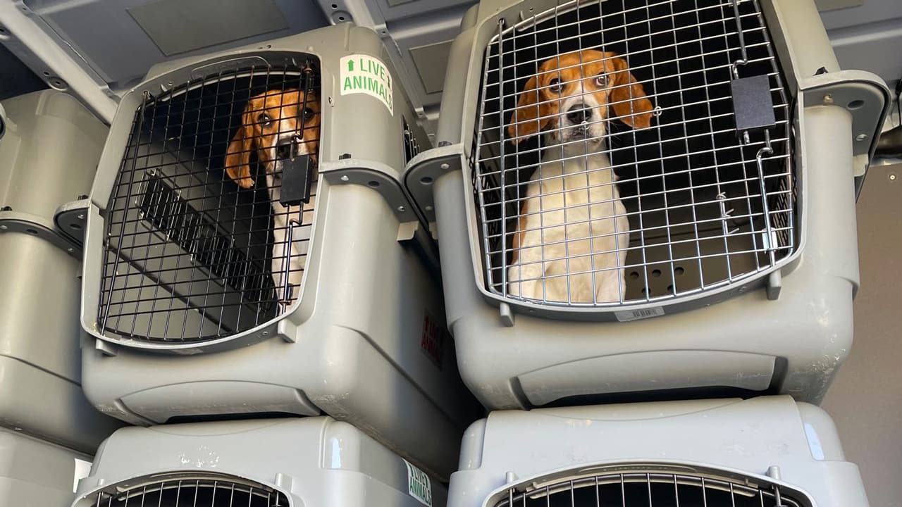 VIDEO: Aproximadamente 4,000 perros sabueso tipo beagle que permanecían maltratados en un criadero en el condado Fairfax, Virginia, serán puestos en adopción.