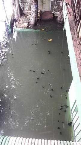 Intensas lluvias provocaron inundaciones y pérdidas en la zona metropolitana de Puerto Rico, así como en el área este de la Isla. Autos quedaron bajo agua y residencias reportaron enormes pérdidas. Varias personas tuvieron que ser llevadas a refugios.