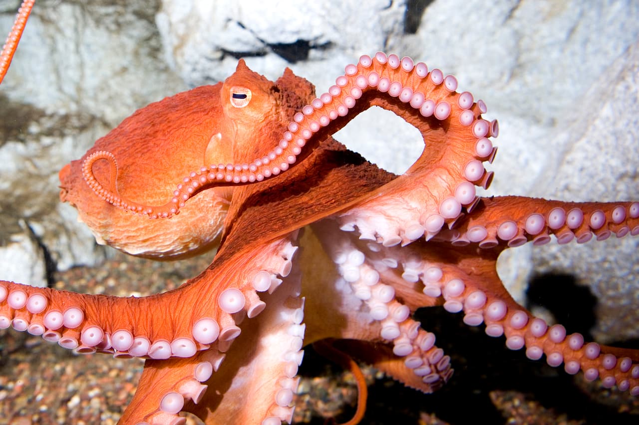 El pulpo gigante del pacífico puede medir hasta 14 pies cuando tiene sus tentáculos extendidos.
