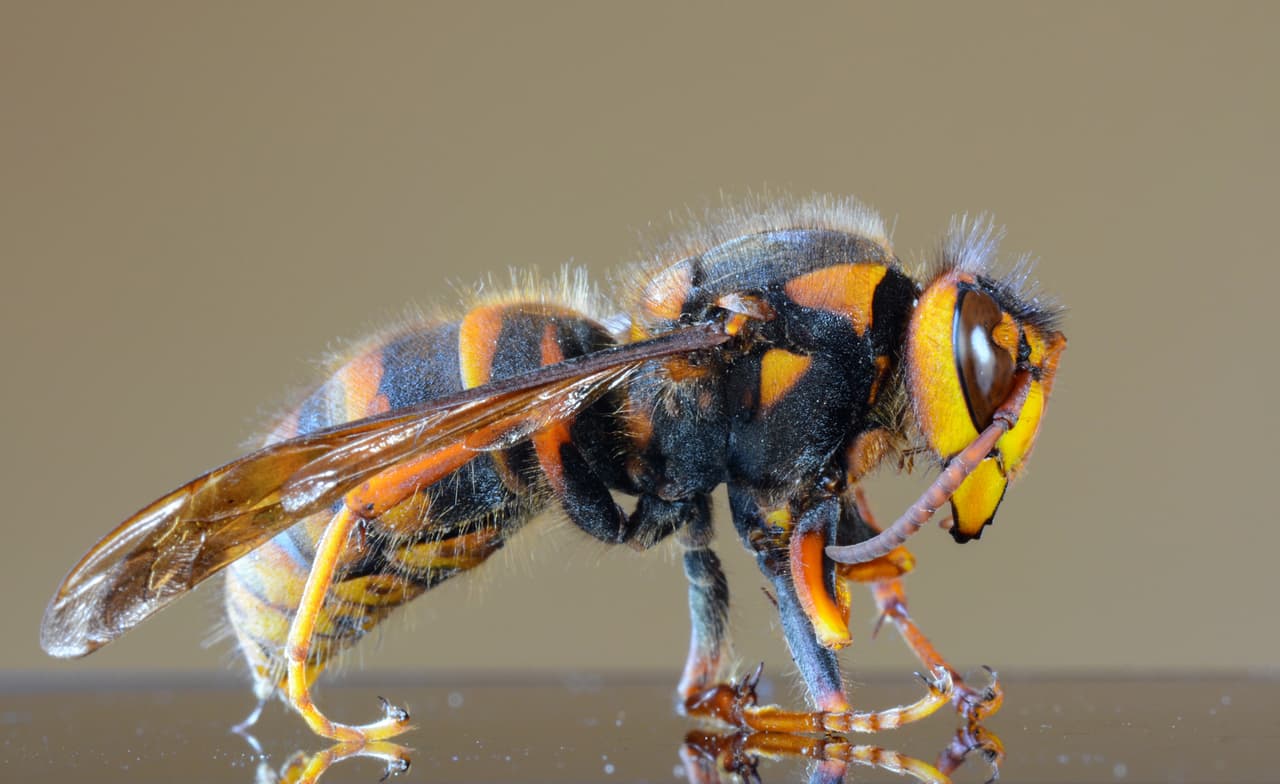 La llegada del avispón asesino a Estados Unidos amenazó las colmenas de abejas y generó preocupación entre los apicultores. La alerta se extendió en algunos estados, pues para los humanos una picadura de estas 'vespas mandarinias' puede provocar falla renal.