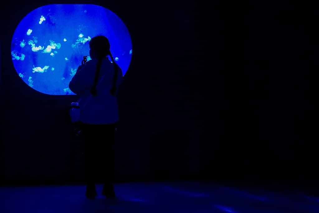 Así es el nuevo museo de medusas que abrió en Pompano Beach