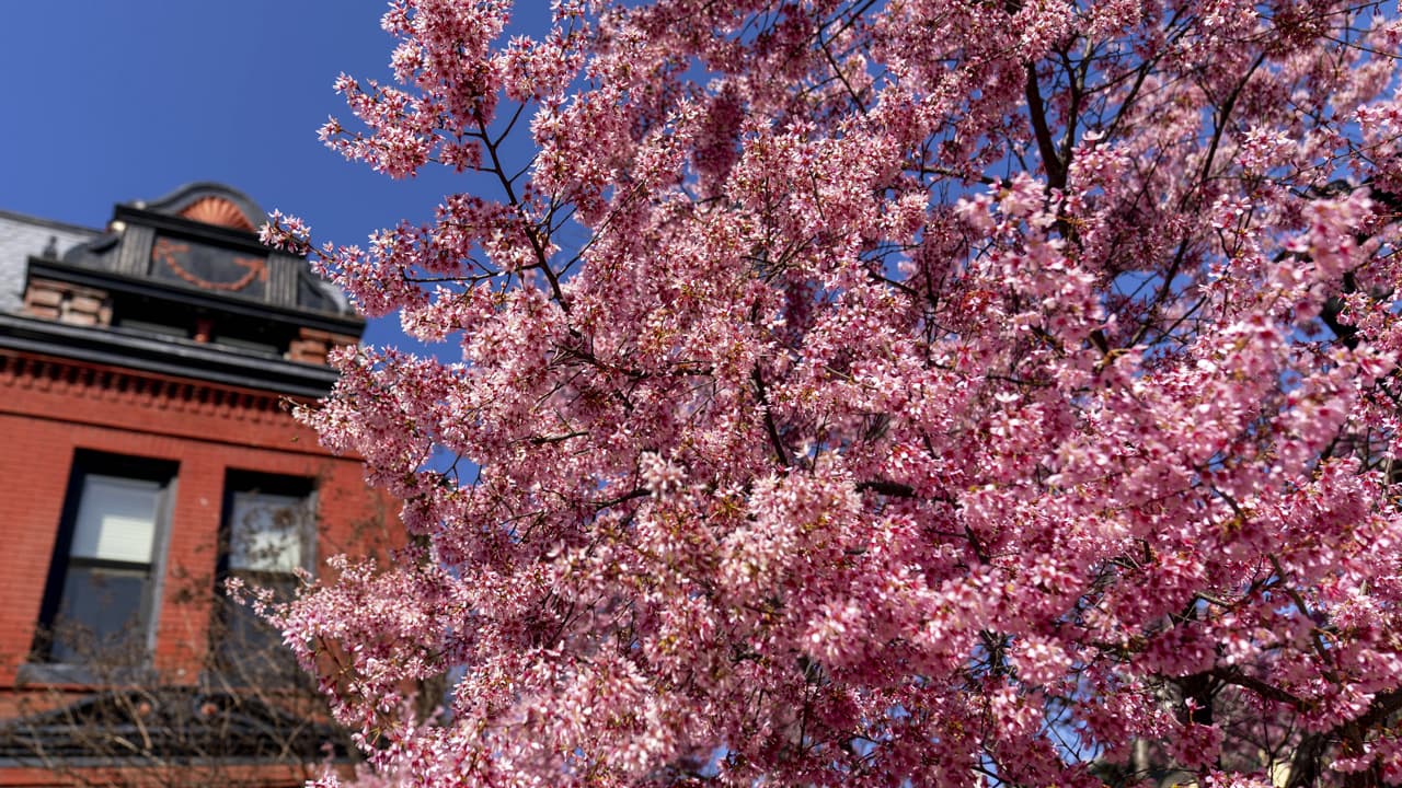 Los cerezos del National Mall alcanzan su tercera de seis fases de florecimiento