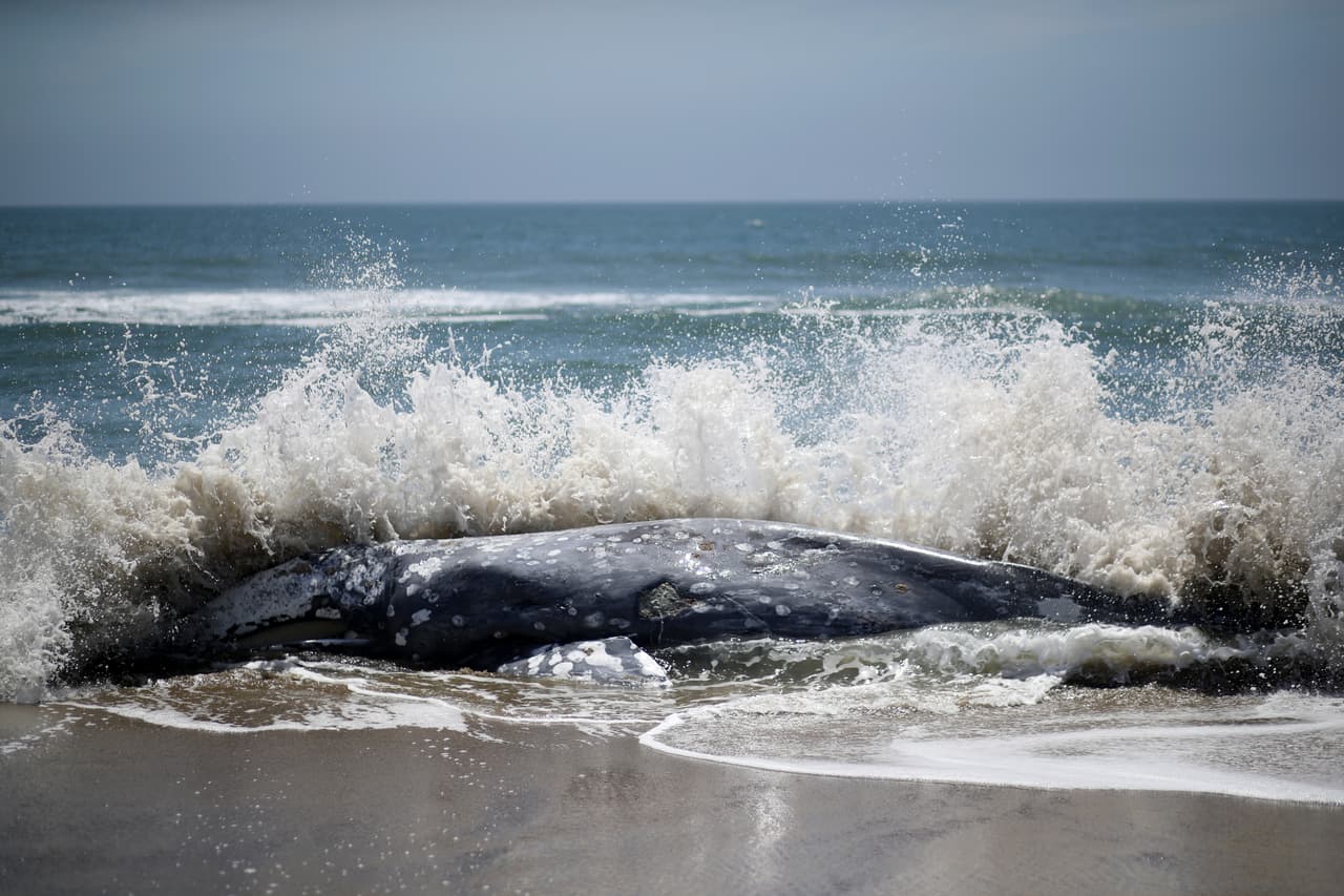 Las ballenas grises que están apareciendo muertas en las costas de la bahía de San Francisco suelen pasar los meses de verano en los mares de Bering y Chukchi, para después emigrar hacia las lagunas de criadero en la costa de Baja California, muy cerca de los estados de Sonora y Sinaloa, en México.