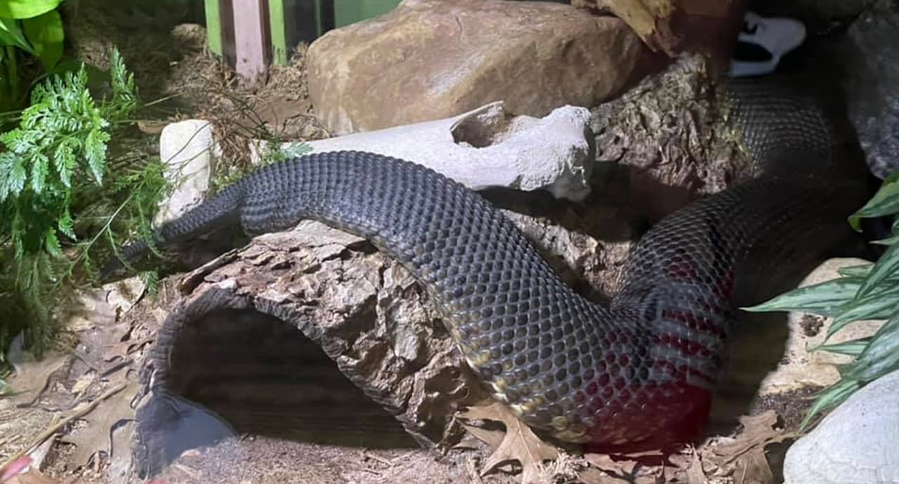 Es el hogar de más de 370 especies de vida silvestre de 
<b><a href="https://www.univision.com/temas/texas">Texas. </a></b>
<br>