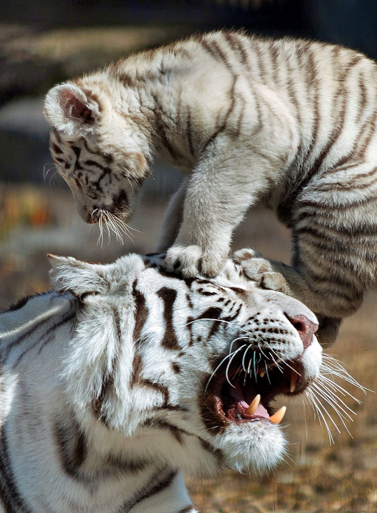 Todo el tiempo quiere jugar, por eso su mamá está tan cansada.