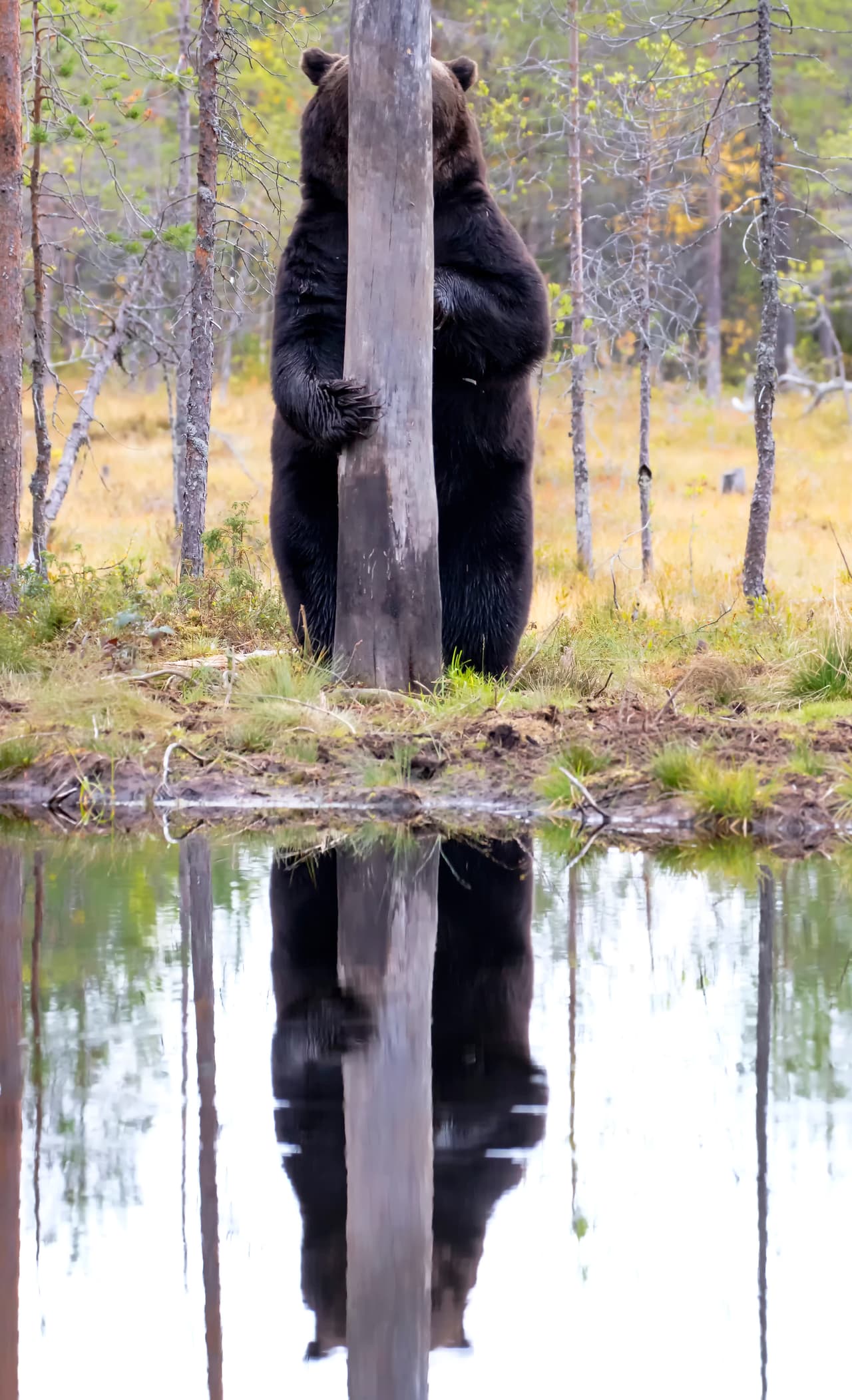 <b>Escondido. </b>Este oso pardo fotografiado en Finlandia, parece que estuviera tratando de no ser visto, algo difícil dado su gran tamaño. 
<br>
<br>Los organizadores del premio promueven que todas las personas coloquen plantas en sus ventanas, una manera de ayudar a las abejas y mantener la naturaleza siempre cerca.