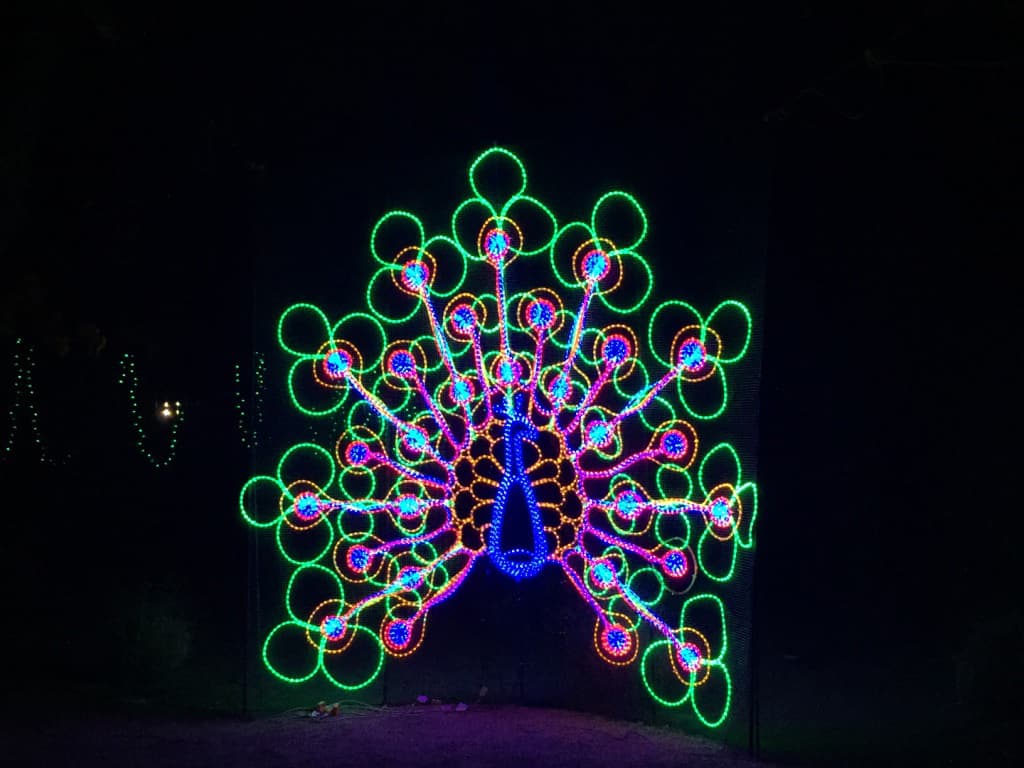 Muchas personas buscaban tomarse fotos en el pavo real de luces.