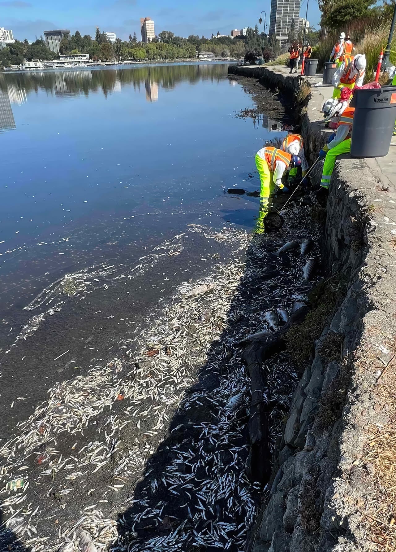 Trabajadores de Obras Públicas de Oakland retiran peces muertos que recubren las orillas del lago Merritt en Oakland, California, el 31 de agosto de 2022.
